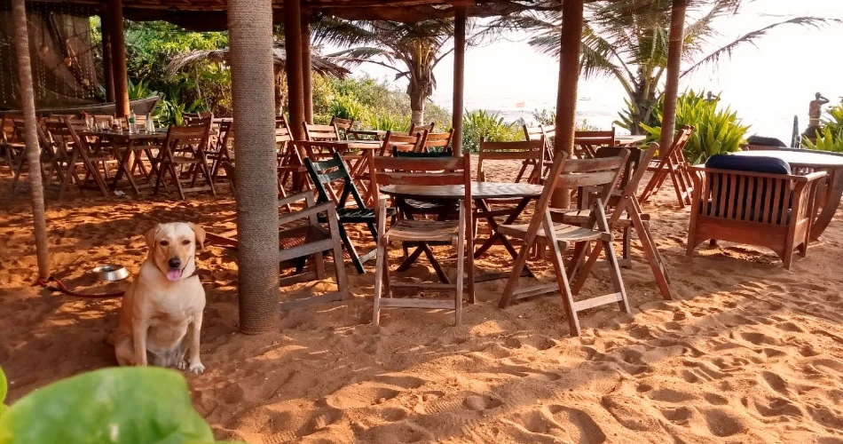 Best 10 Restaurants in Calangute